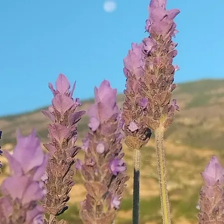 A Peaceful In Tenerife * Fasnia