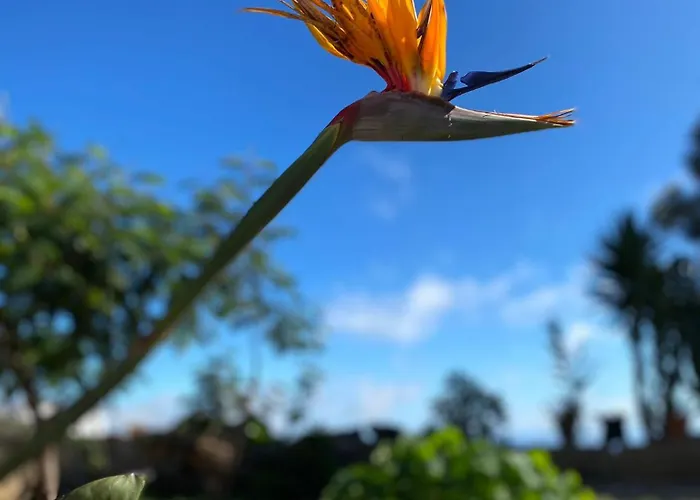 A Peaceful In Tenerife カントリーハウス