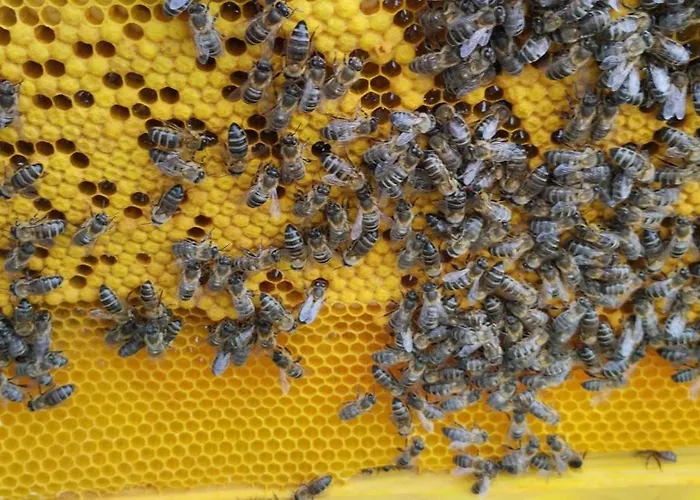 カントリーハウス A Peaceful In Tenerife