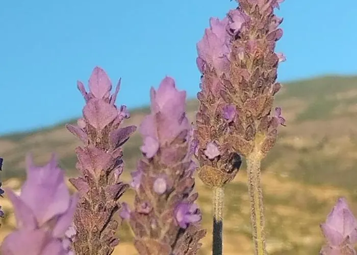 A Peaceful In Tenerife * Fasnia